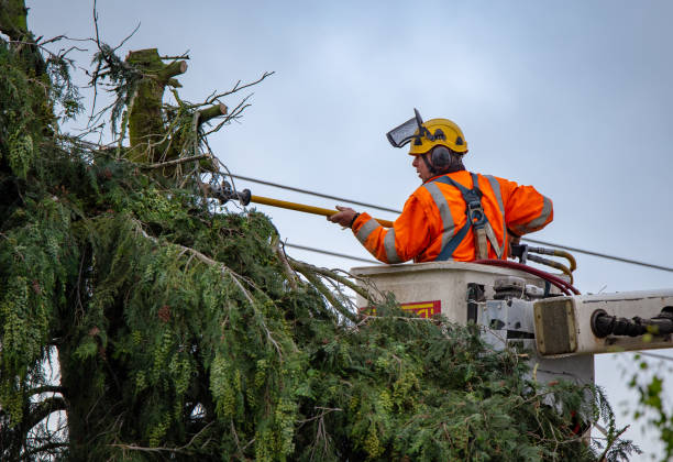 Best Palm Tree Trimming  in Castle Dale, UT