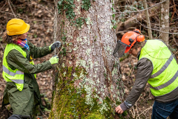 Best Hazardous Tree Removal  in Castle Dale, UT