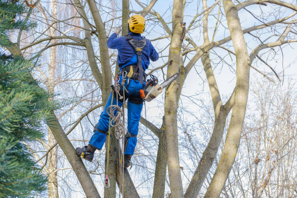 Best Tree Health Inspection  in Castle Dale, UT