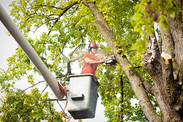 Best Commercial Tree Services  in Castle Dale, UT