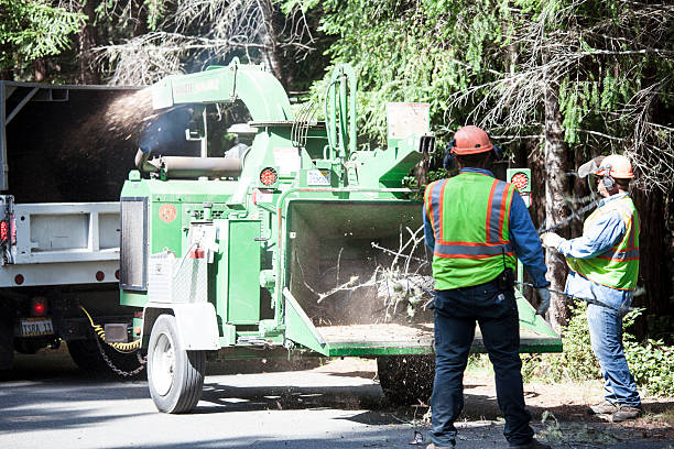 Best Leaf Removal  in Castle Dale, UT