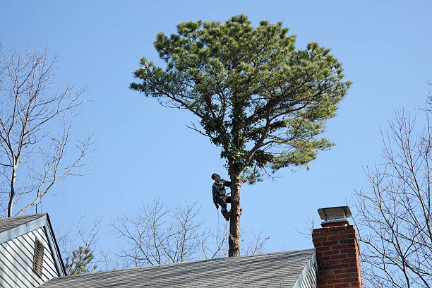 Best Hedge Trimming  in Castle Dale, UT