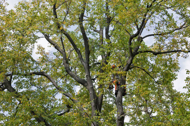 Professional Tree Removal Services in Castle Dale, UT